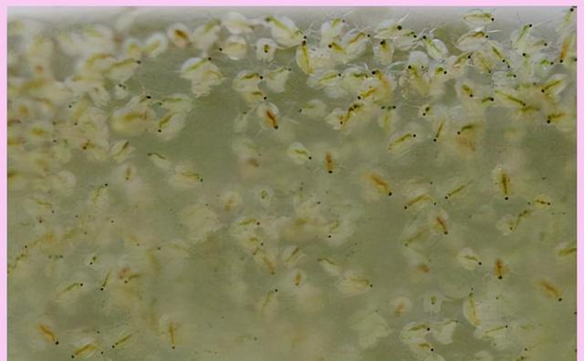 水蚤怎么养，水蚤怎么养繁殖快（一个水族鱼友玩家说的水蚤养殖方法）