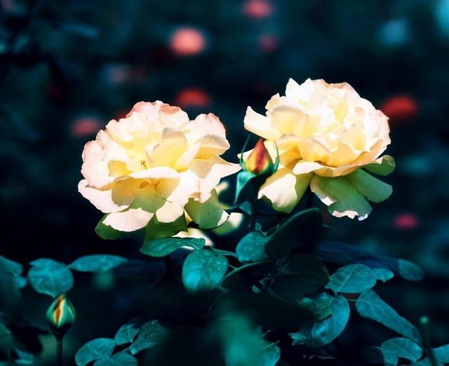 表达爱意的诗词，男子表达爱意的诗词（520告白日）