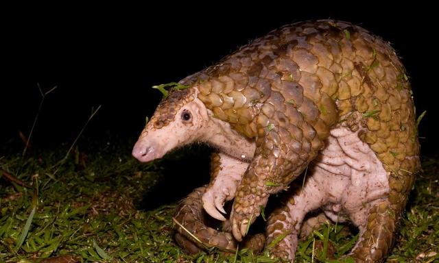 穿山甲是什么动物，穿山甲是哪种动物（为什么是被贩运最多的哺乳动物）