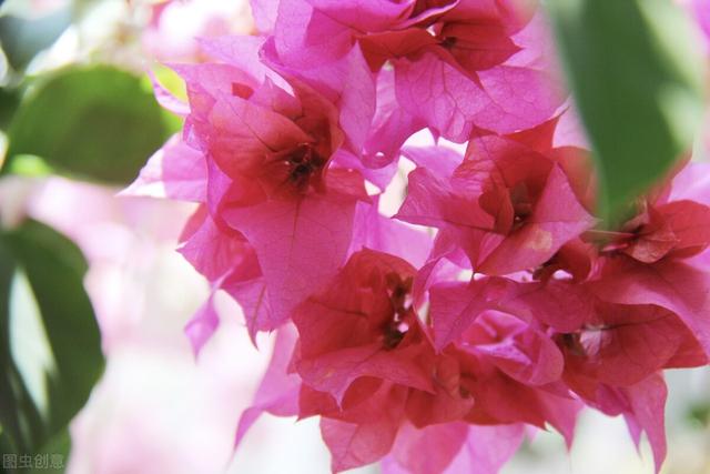 三角梅哪个品种最漂亮好看，三角梅哪个品种最勤开花？花开最美艳