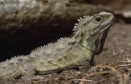 植物活化石有哪些，活化石有哪些（十大动植物活化石）