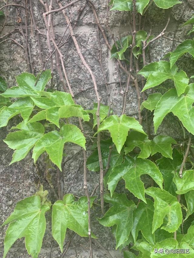 爬山虎的生长变化资料详细，枝条茂密容易躲长虫