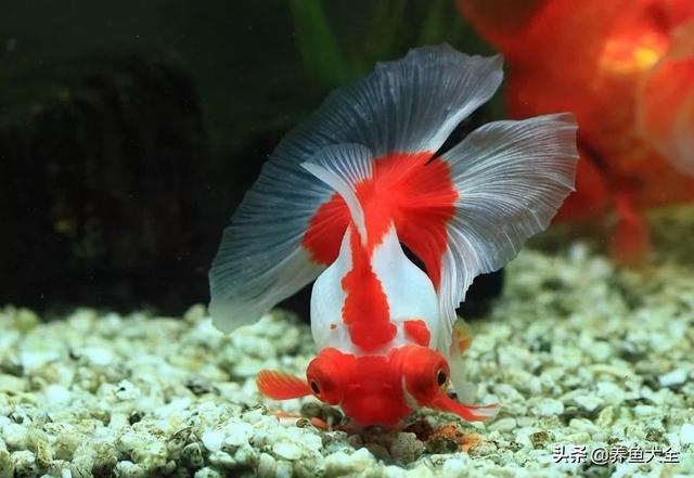 金鱼都有什么品种，金鱼有多少种品种（高颜值金鱼，养金鱼就选这些）