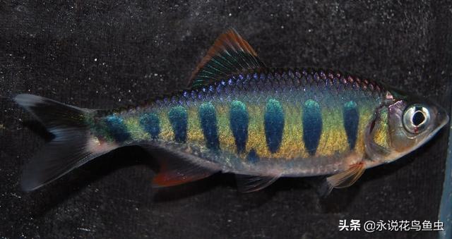 彩虹鲨,中国冷门小型鲤科鱼类(彩虹鲨为什么养一段时间就死)