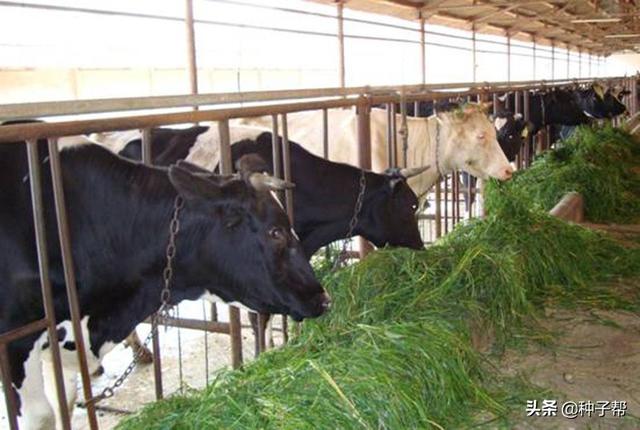 银合欢的养殖方法，银合欢的养殖方法和注意事项（才能种出高产牧草呢）