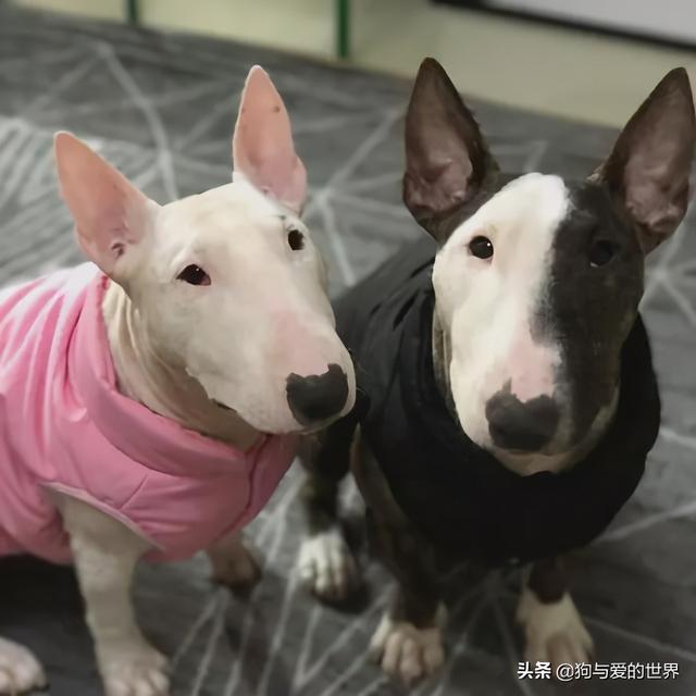 冬天狗在外面能冻死吗，快别说狗不怕冷了