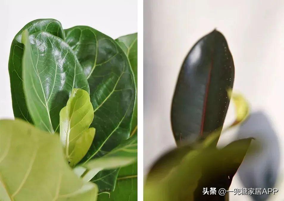 淘宝网花店(淘宝商城花卉市场)
