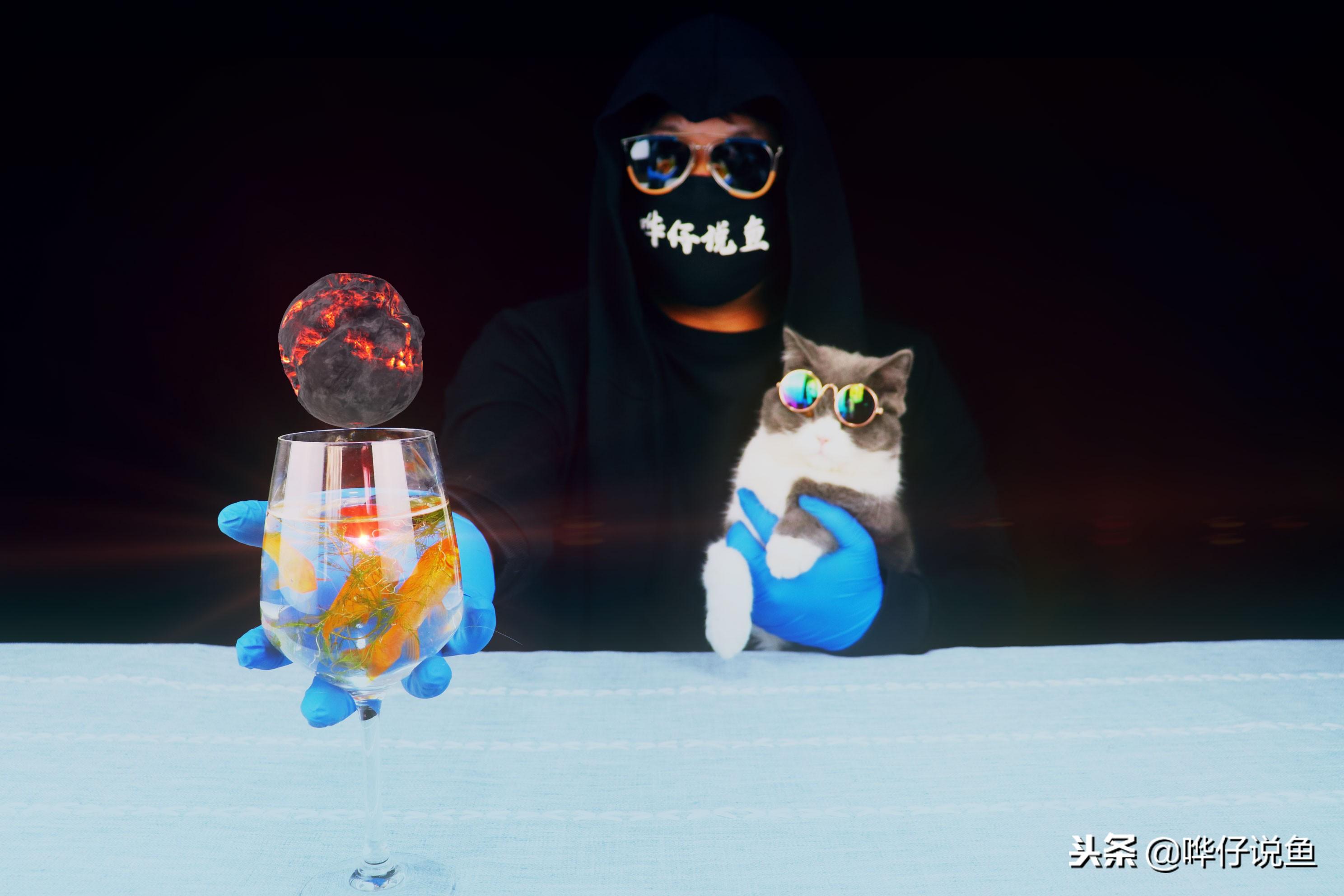 2018年十大生命力最强观赏鱼排行榜，适合新手饲养的耐活宠物鱼推荐