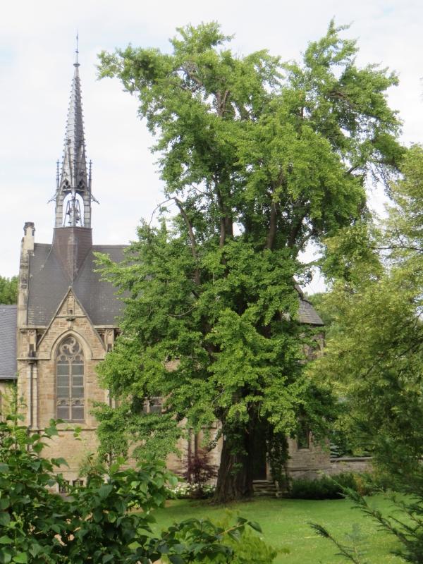 银杏树的特点具体有哪些，银杏树有什么特点（怎么就成濒危物种了）