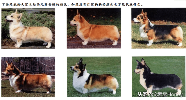 威尔士小短腿柯基犬，柯基犬备受英国皇室成员的青睐
