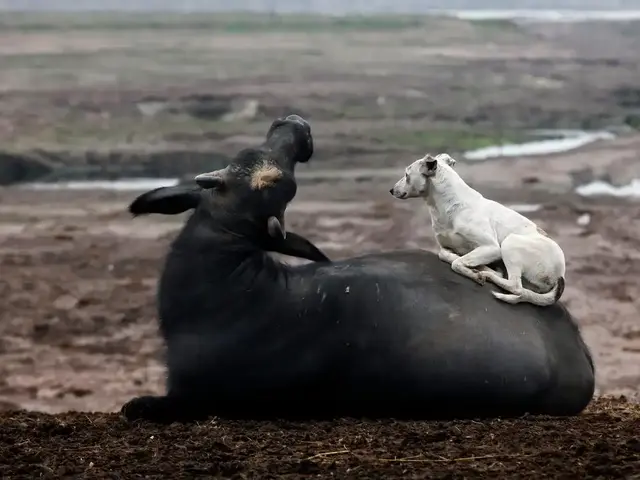 小狗图片，狗狗简直是动物界的交际花（小狗图片 卡通画）