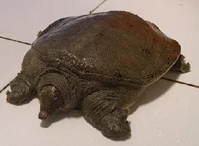 家常炖甲鱼，家常炖甲鱼窍门（营养滋补的炖甲鱼家庭版做法）