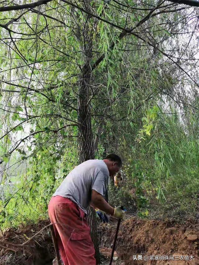 如何种植垂柳，如何种植垂柳树（济北金三角苗木基地教您春天如何正确的种植柳树）