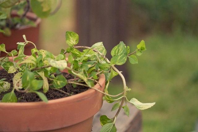 薄荷为什么不能在家养，薄荷的10种食用方法（为什么别人家的就随便长）