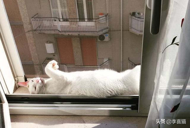 猫有九条命是真的吗，猫有九条命是真的吗蚂蚁庄园答案（铲屎官千万别抱着这种念头来养猫）