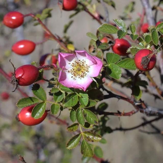 月季开花时间介绍。，月季开花时间介绍图片（不怕黄叶和感染病虫害）