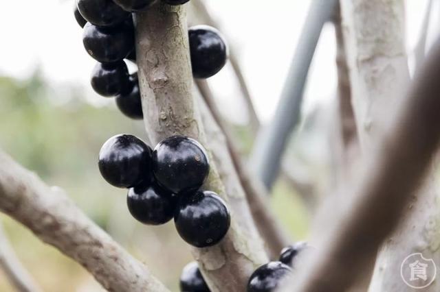 嘉宝果泡酒与冰糖的比例（还能吃出4种味道）