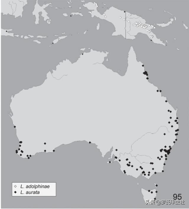 楸型虫是什么，楸型虫图片欣赏（这些金锹你都认识）
