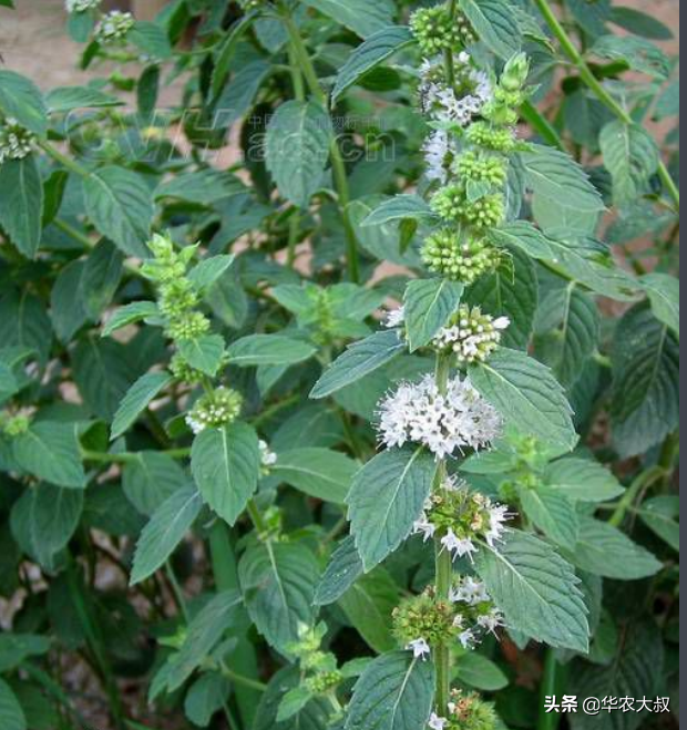 广东有多少种凉茶(广东凉茶药材有哪些)-柯彬网