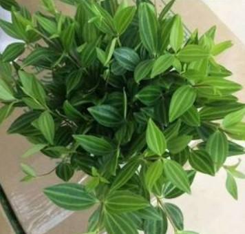 白脉椒草开花，这种植物叫什么（这样养一养，想不开花都难）