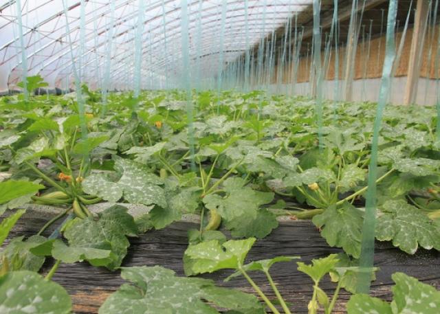 种角瓜方法，怎样种植角瓜（西葫芦种植技术）