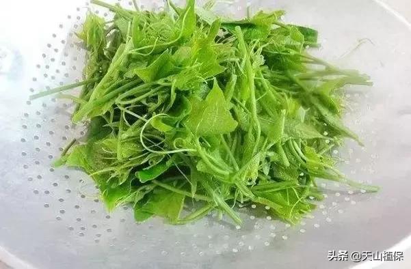 佛手瓜育苗方法有哪些,佛手瓜苗无缘无故死掉(家里种植两株佛手瓜苗够