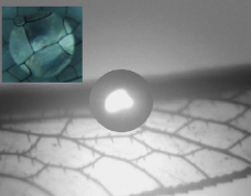 蜻蜓有几对翅膀，蜻蜓有几对翅膀几条腿几对触角（作为昆虫界优秀的飞行员）