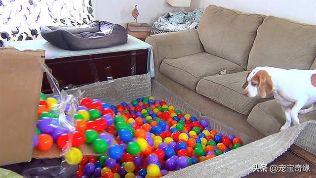 被装在包包里的毛孩纸，被装在包包里的毛孩纸怎么处理（铲屎官为毛孩们所做的事情让人感动图片）