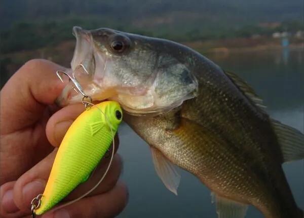 國內路亞的目標魚種主要有翹嘴,鱸魚,鱖魚,黑魚,鯰魚,馬口,鱤魚,白條