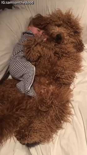 泰迪熊抱抱熊，一出生就有三个巨型“泰迪熊”陪睡（泰迪熊抱抱熊适合结婚送么）