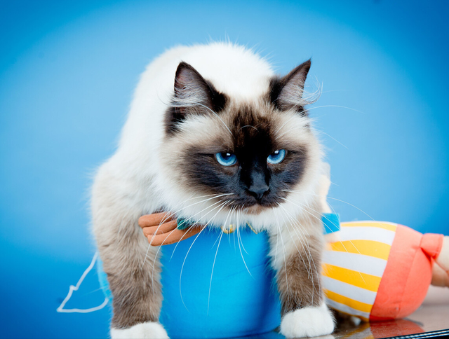 肠胃猫是什么意思，看完你就知道该怎么办