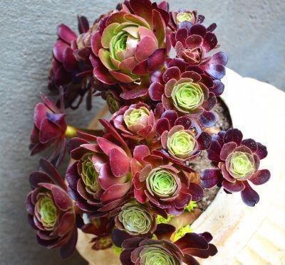 黑法师的养殖方法和注意事项，黑法师的养殖方法和注意事项视频（多肉界的“大魔头”黑法师）