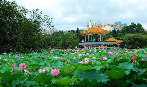 深圳石岩休闲会所（深圳十大免费特色的湖泊公园）