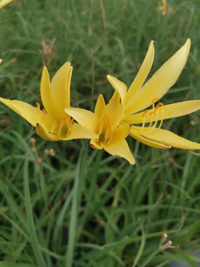 花卉图片及名称大全，常见绿植花卉及名称大全（100种常见花图鉴）