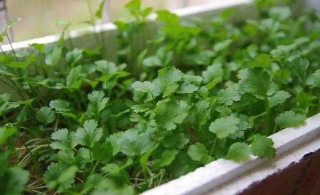 冬天吃什么菜好，冬天吃什么菜最好（下雪天冻不死）