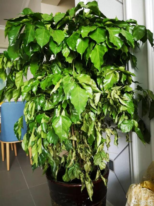 鹅掌柴的作用与功效，鹅掌柴的功效与作用（一养就能养20年）