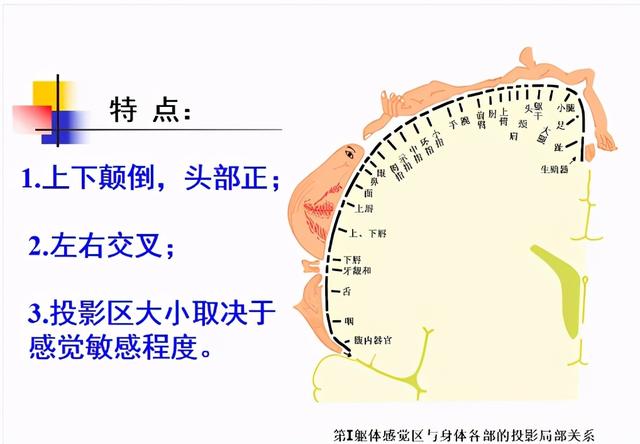 大脑杏仁体解剖图，高清大脑解剖图谱
