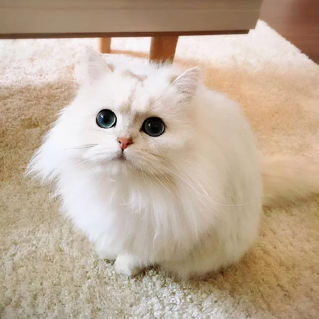 肠胃猫什么意思什么梗（对“金吉拉猫”肠胃伤害很大）