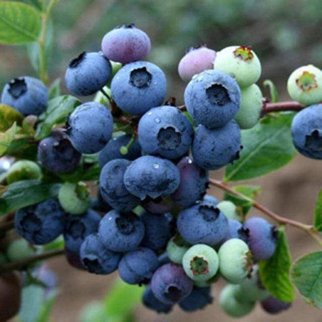蓝莓可以怎么吃，蓝莓怎么吃好吃又简单（夏天来点蓝莓营养高）