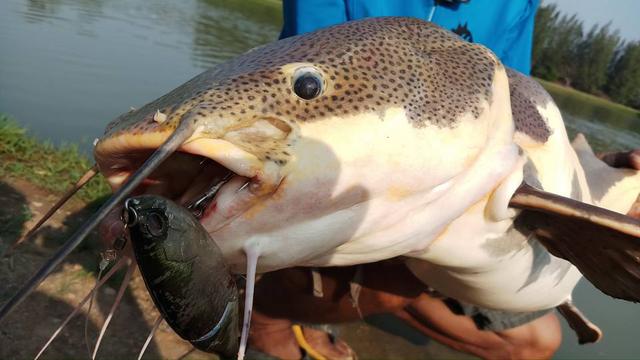 红尾鲶怎么养,红尾鲶的天敌(红尾鲶绝对是钓鱼人无法拒绝的诱惑)