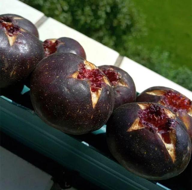 不锈钢盆可以放烤箱吗，烤箱里可以放不锈钢盆吗（10种花最养人）