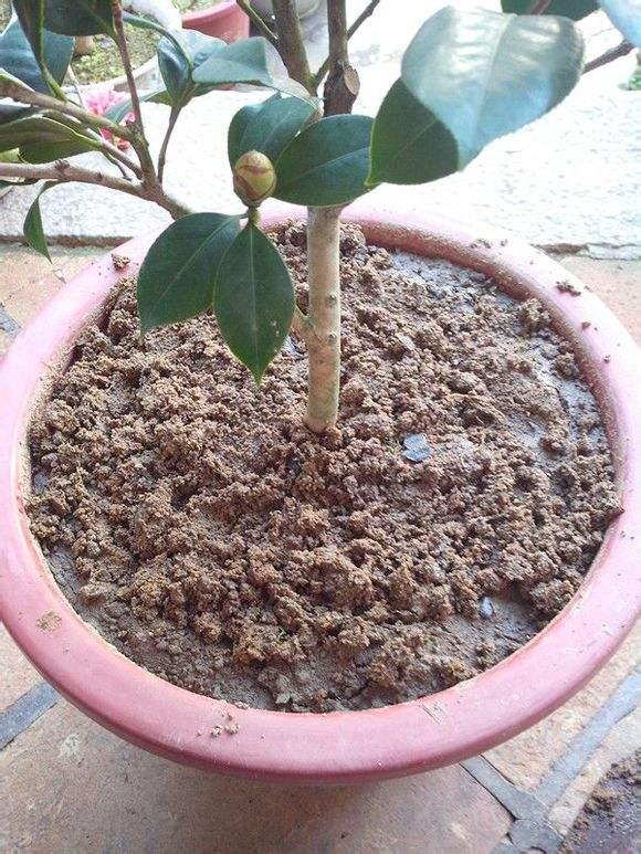 盆栽茶花怎样配土，盆栽茶花怎么配土（分享3个简单的配土方法）