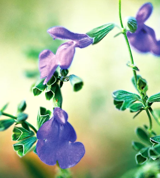 蓝花鼠尾草有几个品种，蓝花鼠尾草有几个品种图片（18种漂亮的鼠尾草）