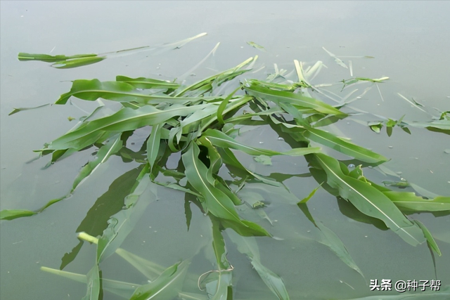 墨西哥玉米草缺点，墨西哥玉米草种植管理技术（墨西哥玉米草亩产3万公斤）