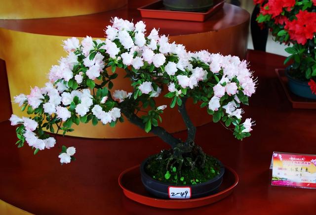 杜鹃花有毒吗，十种招鬼的花（建议别被美丽蒙蔽了）