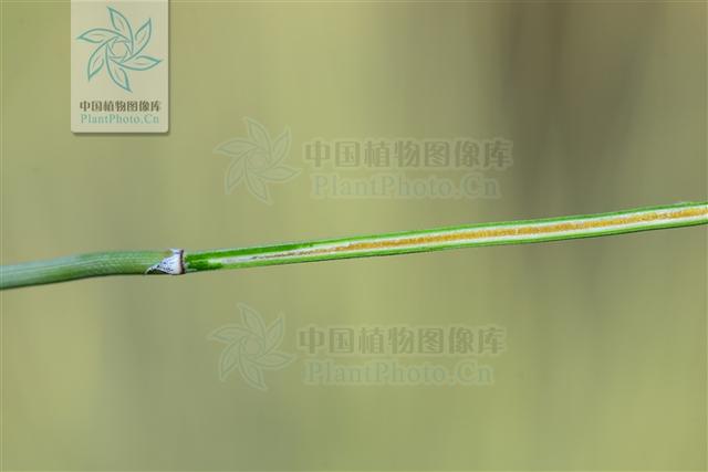 本草图经作者是谁，《本草图经》的作者（芎藭 蘼蕪 藁本）