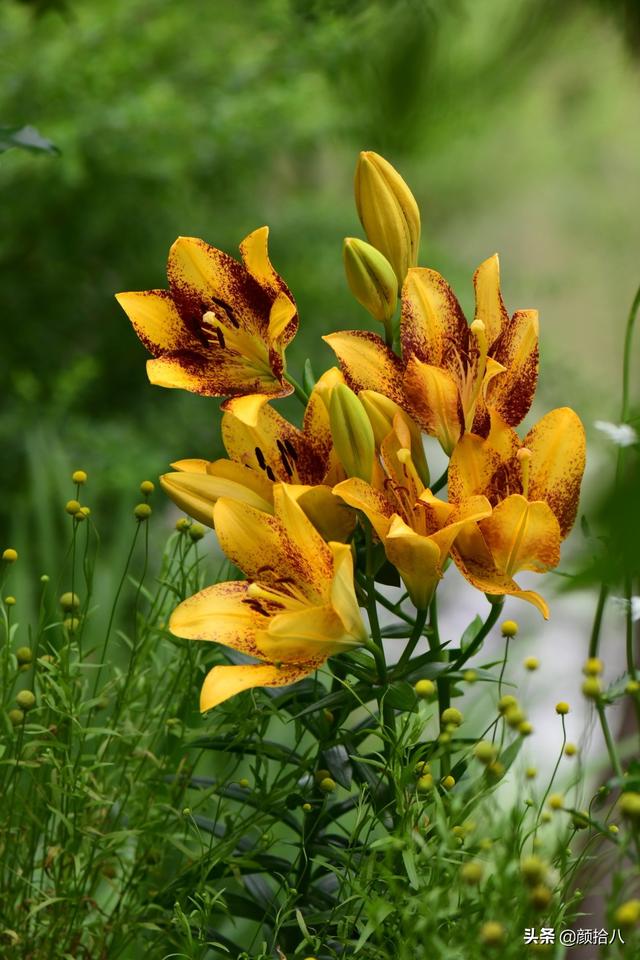 百合几月份开花，百合花什么时候开花（盛开在初夏的橙色花园）