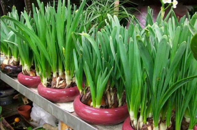 冬天开的花有哪些，冬天开的花有哪些花名颜色（家里养上5种花，天冷也有花看）