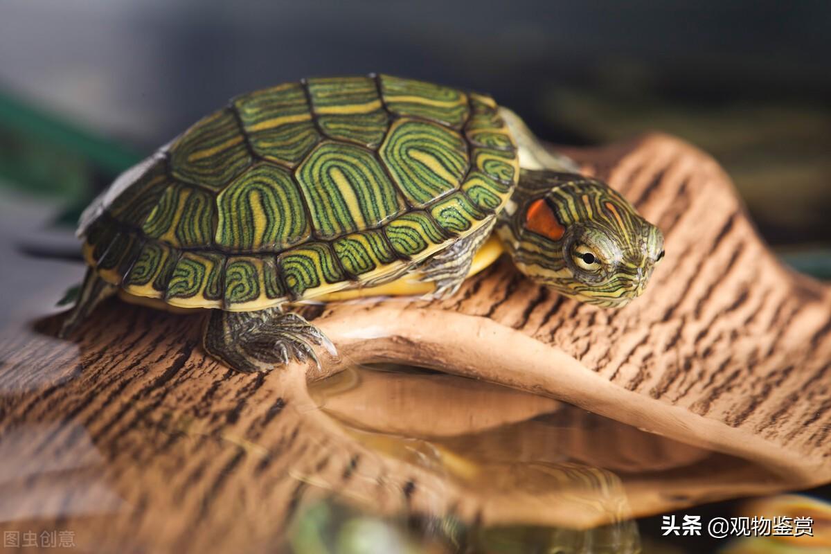 乌龟生活在哪里，乌龟可以长期在水中生活吗（乌龟有着不同的形象和意义）