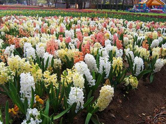 风信子有毒吗，葡萄风信子有毒吗（风信子可以放在卧室吗）